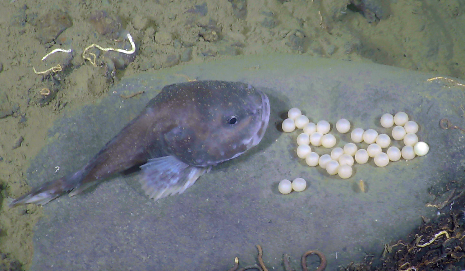 Brooding sculpin