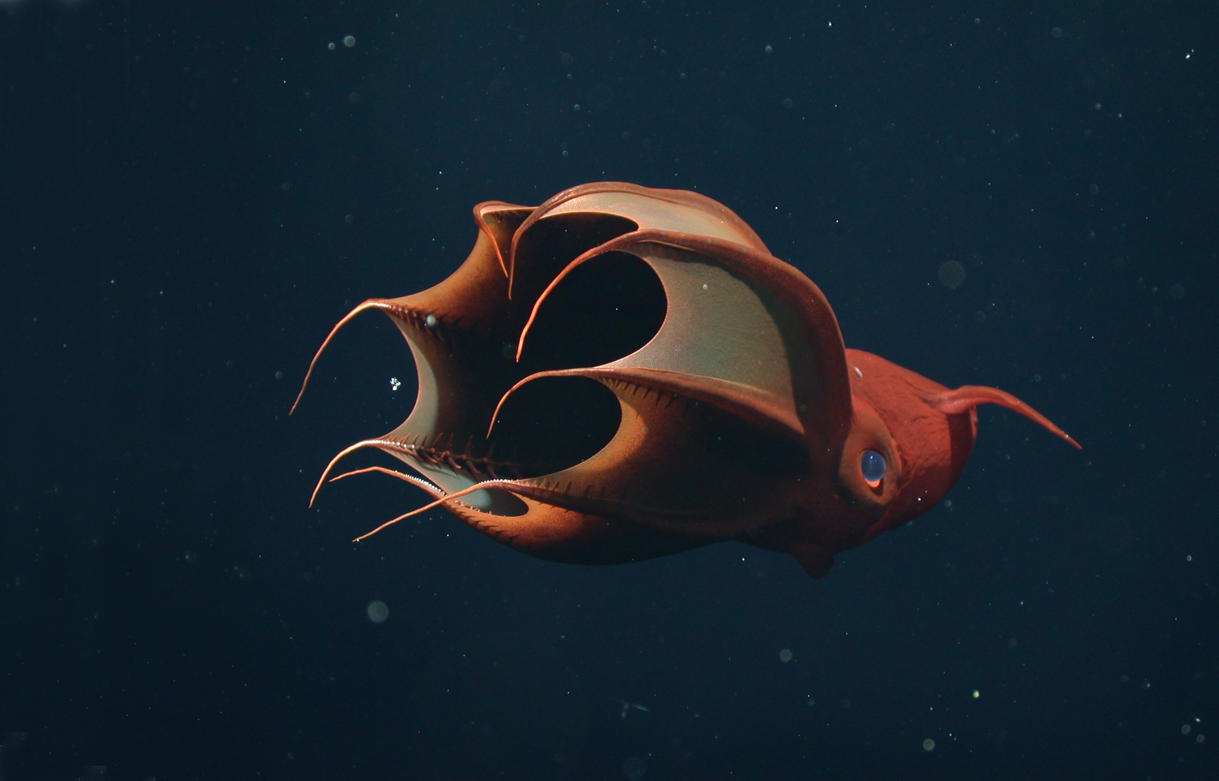Vampyroteuthis