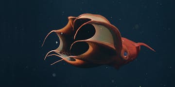 Vampyroteuthis