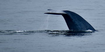 2021 Blue whale 02 William Oestreich