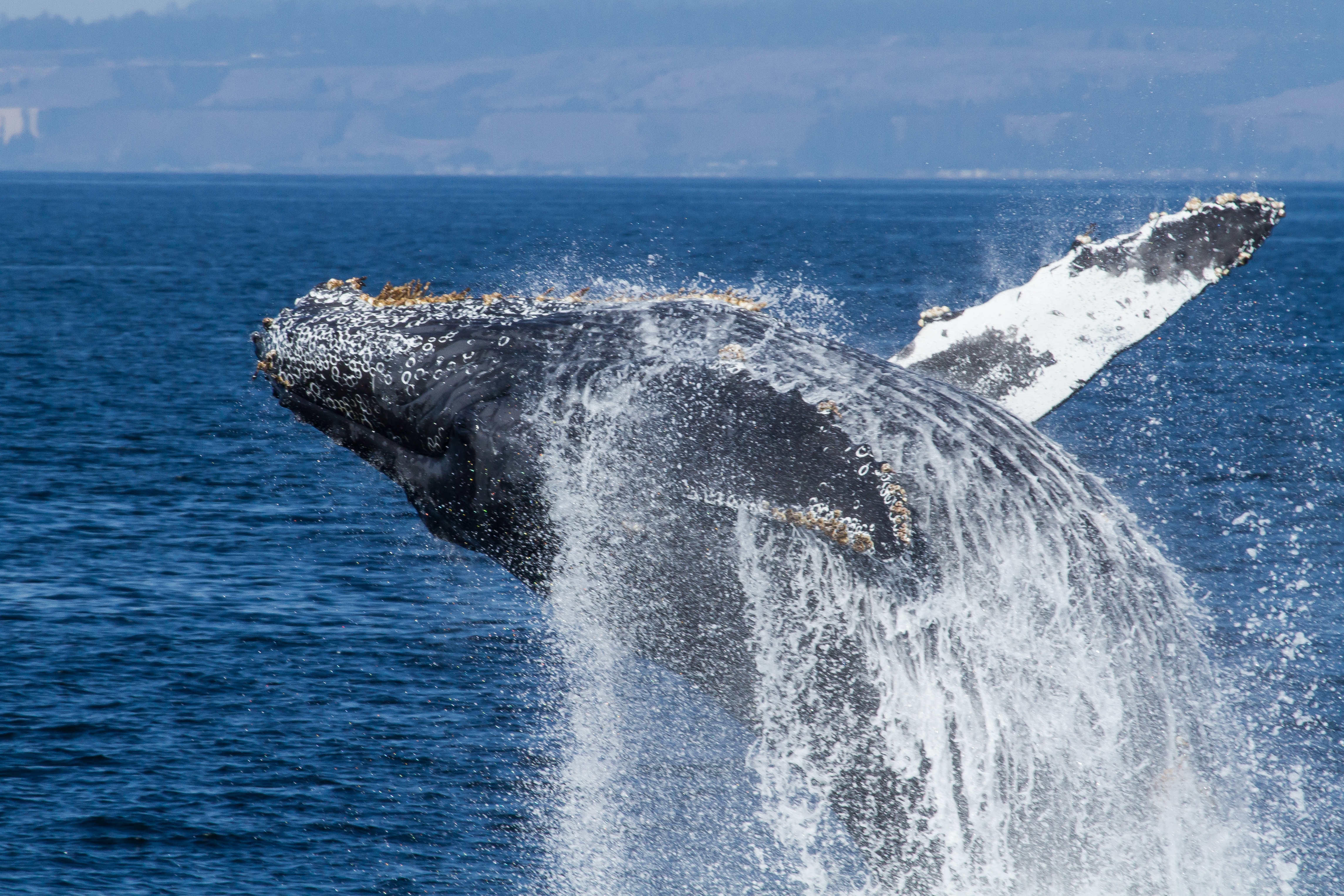 A humpback whale breaches out of the water. The whale has a dark grayish-blue body and white flippers, and is casting white frothy seawater off its body. Its belly is facing the camera as it prepares to land on its back. The background is blue ocean.