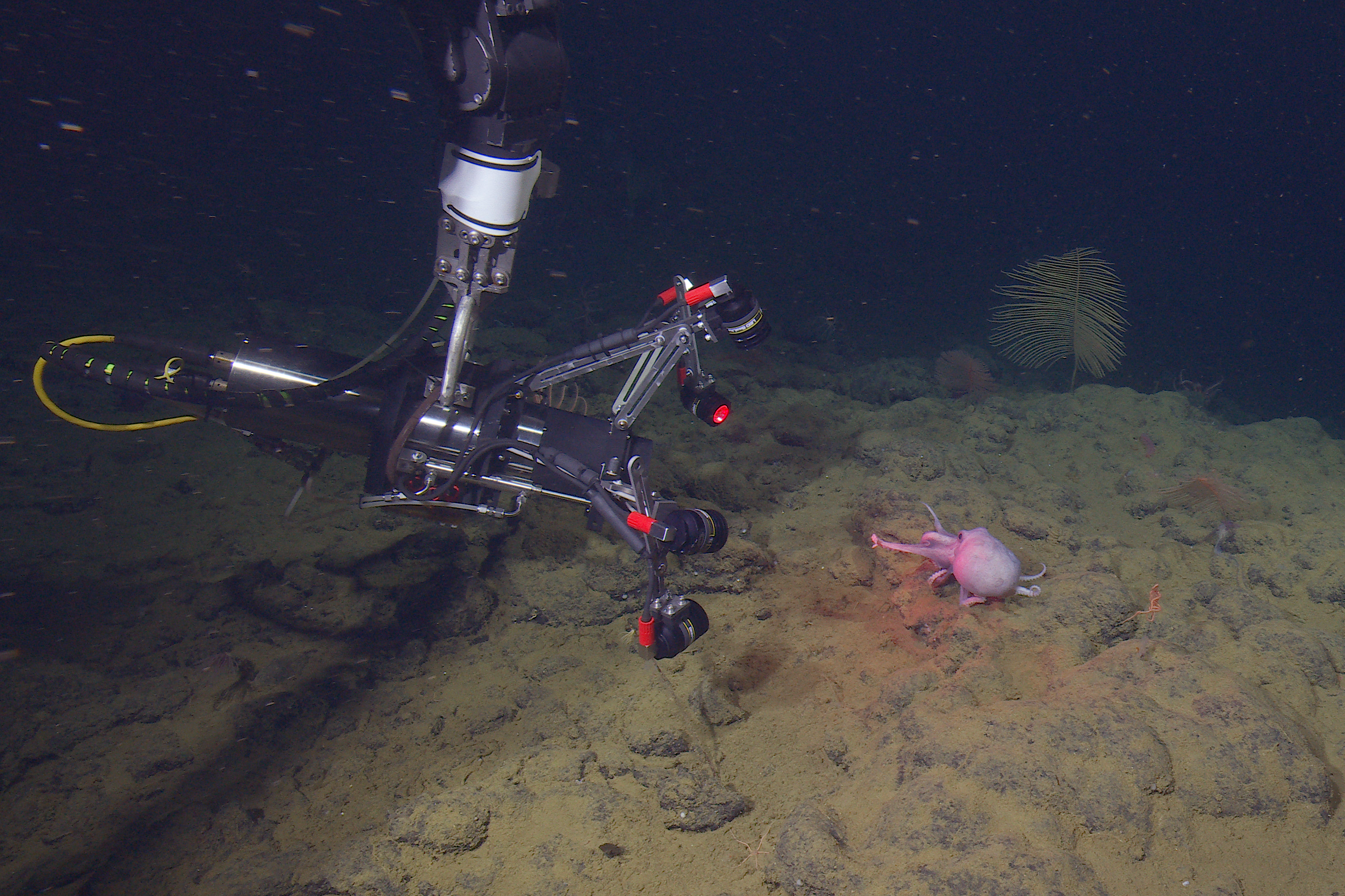 A silver metal robotic arm holds a camera to film a deep-sea octopus crawling over the rocky deep seafloor. The camera has a silver metal housing with a black plastic cap and five red lights. The camera is on the left side of the frame, filming an octopus on the right side of the frame. The octopus has a bulbous pale purple body and eight arms. In the foreground is rocky seafloor covered in fine brown sediment. In the background is black water, with several fan-like corals on the horizon.
