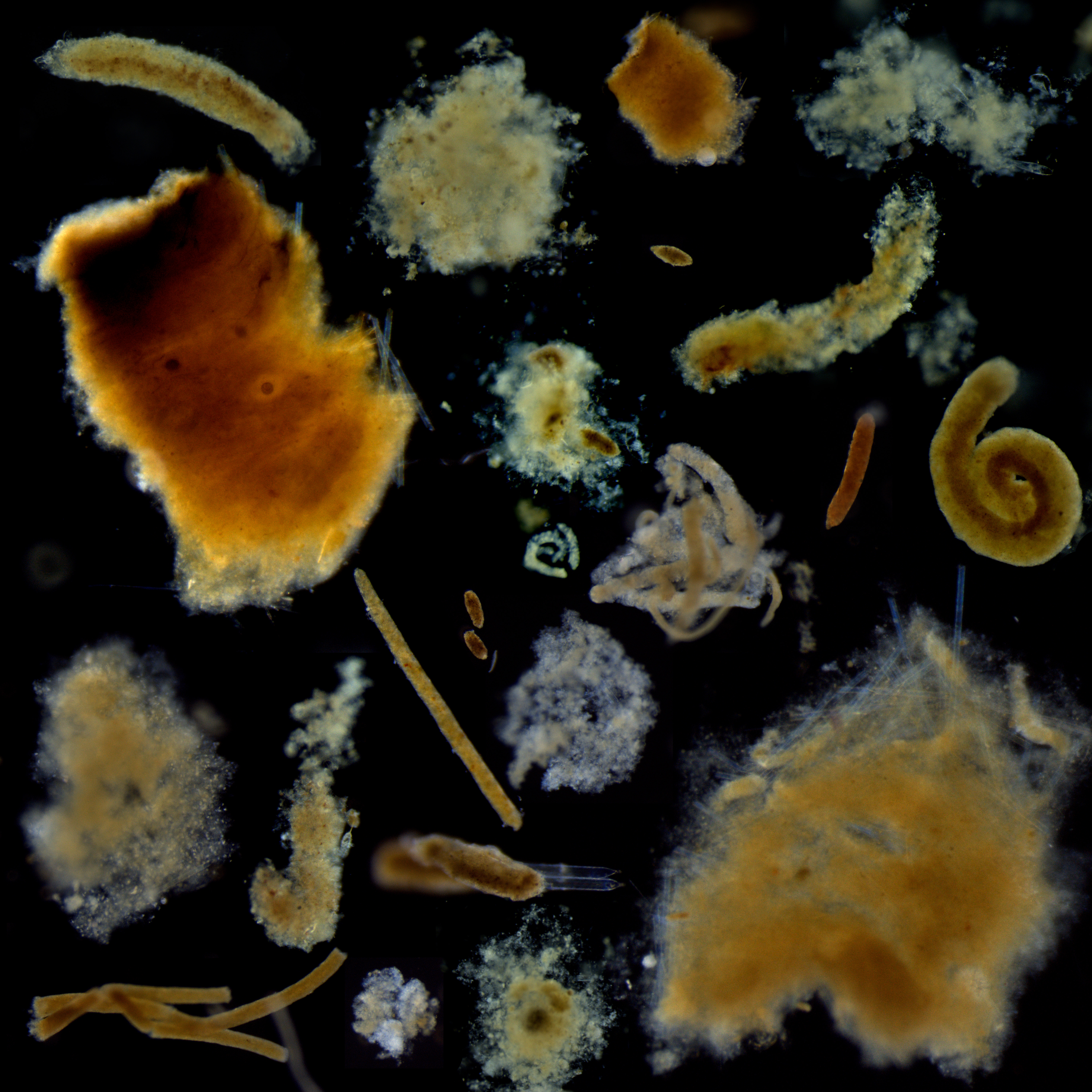 A photo collage shows several particles of marine snow. The individual particles are brown and come in a variety of shapes, including fluffy tufts, spirals, and tubes. The background is solid back.