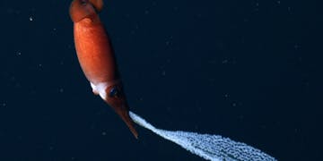 Bathyteuthis FFTD nologo Bathyteuthis FFTD nologo