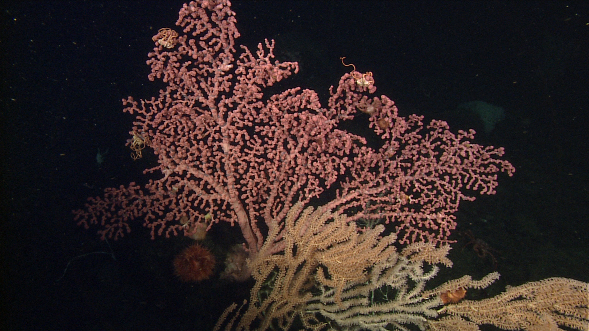 Deep-sea coral