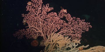 Deep-sea coral