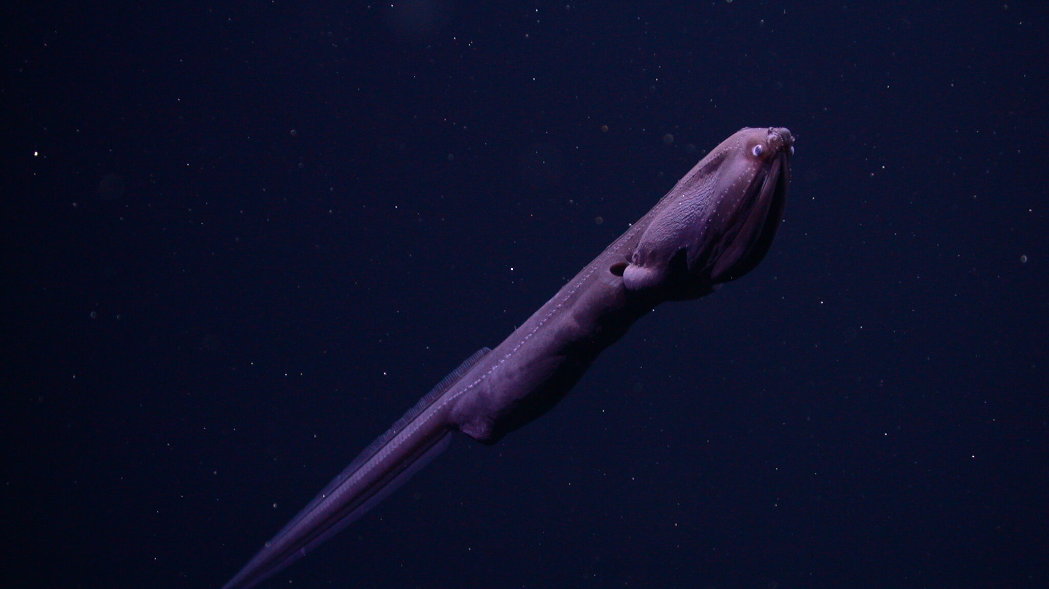 DSCN2917 2005 Saccopharynx lavenbergi T0844 05