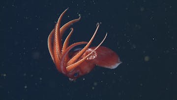 Midwater Octopoteuthis D436