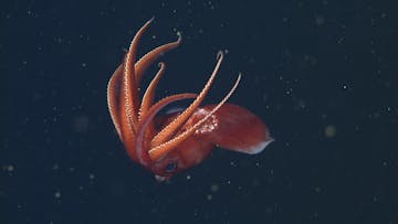 Midwater Octopoteuthis D436 Midwater Octopoteuthis D436