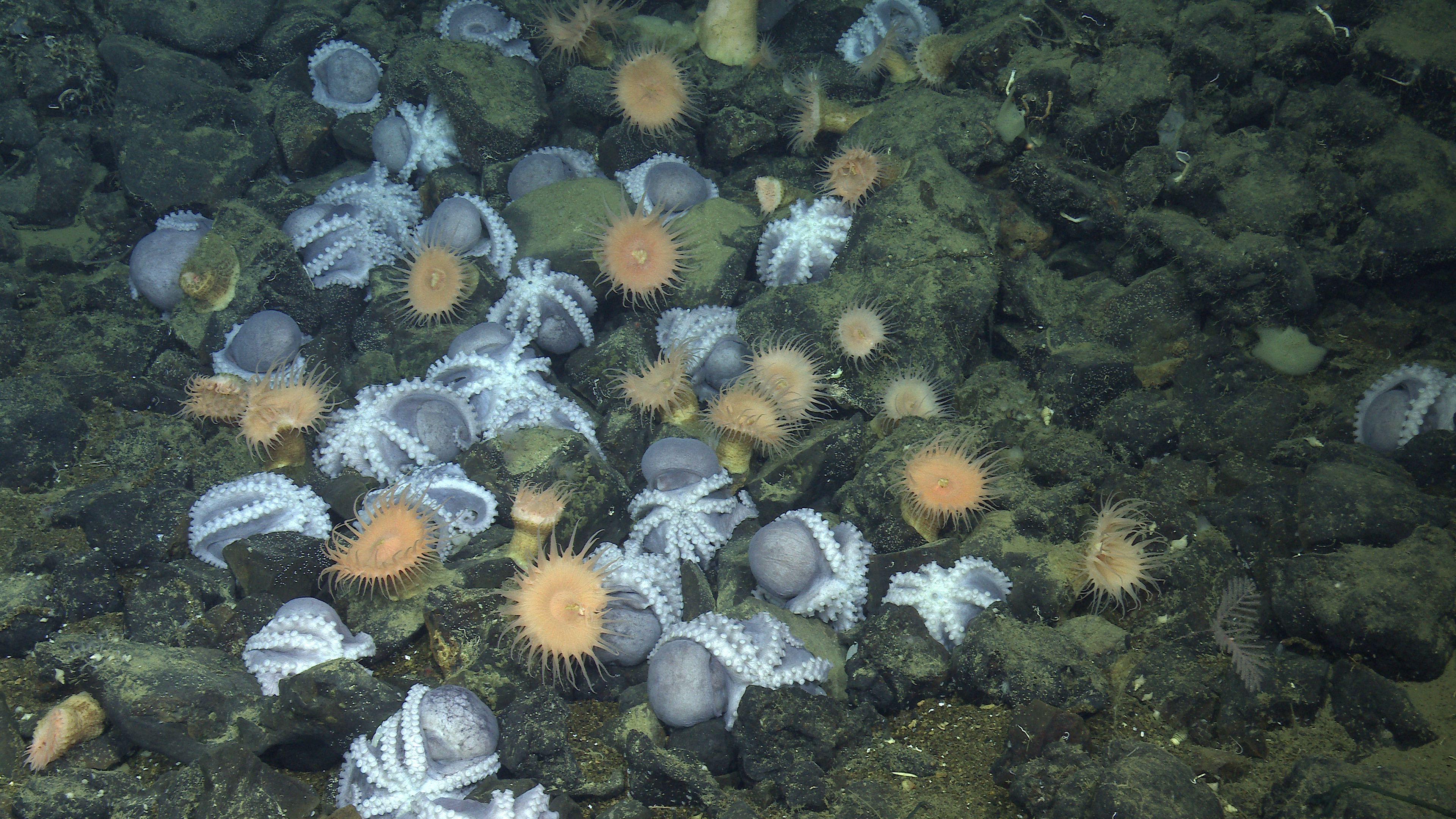 Several pale purple octopus nesting in between greenish black boulders. This screen capture from underwater video shows brooding octopus oriented upside down with their arms and suckers exposed. Several pale orange sea anemones are interspersed among the nesting octopus.