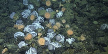 Several pale purple octopus nesting in between greenish black boulders. This screen capture from underwater video shows brooding octopus oriented upside down with their arms and suckers exposed. Several pale orange sea anemones are interspersed among the nesting octopus.