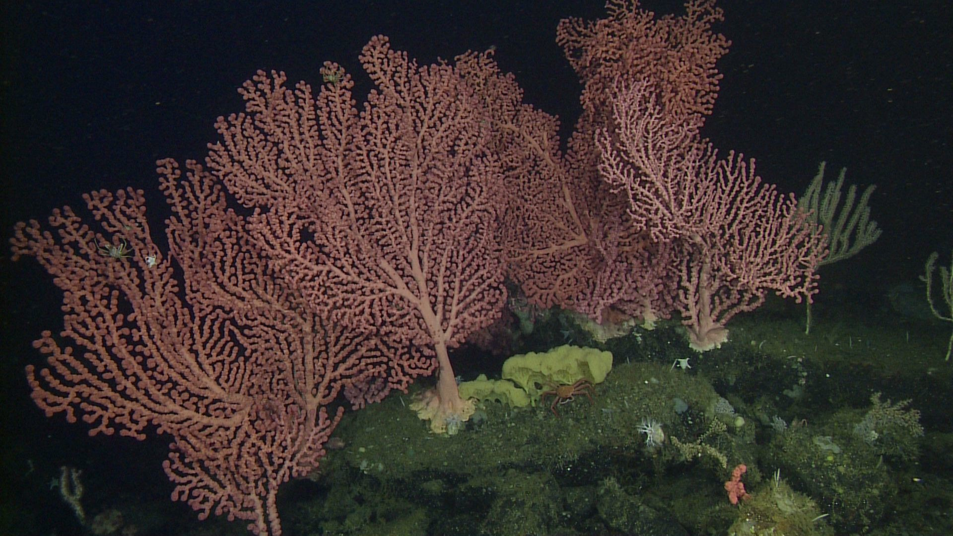 Paragorgia sp D850 02