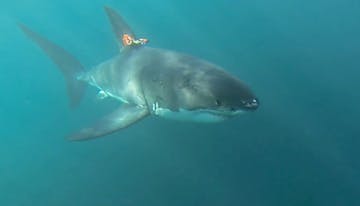 Shark cam tag