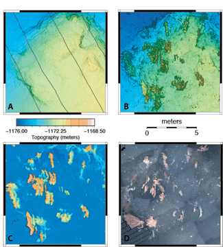 Sur RIdge Corals Example Sur RIdge Corals Example