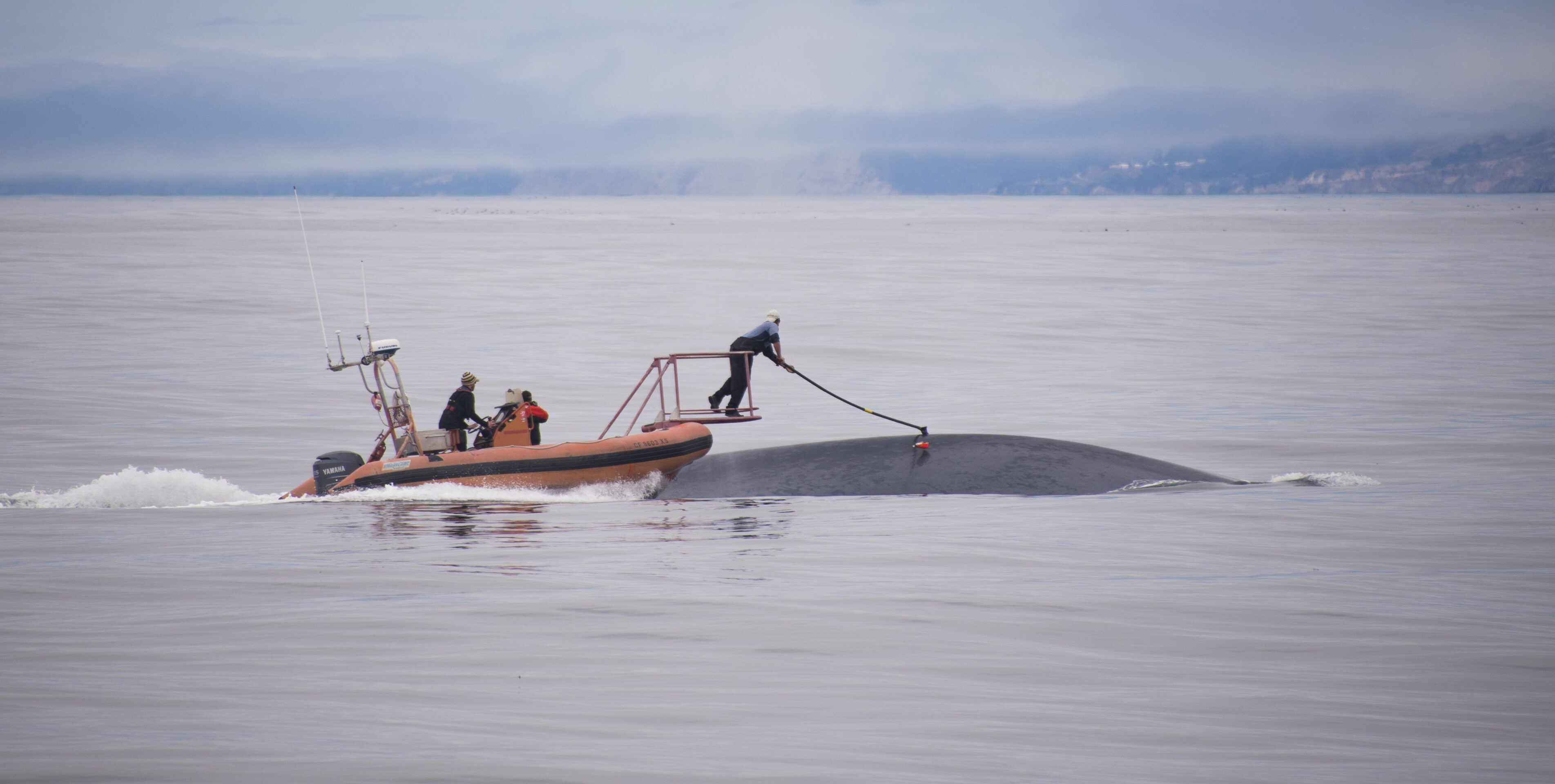 Tagging Blue Monterey James Fahlbusch NMFS permit1611