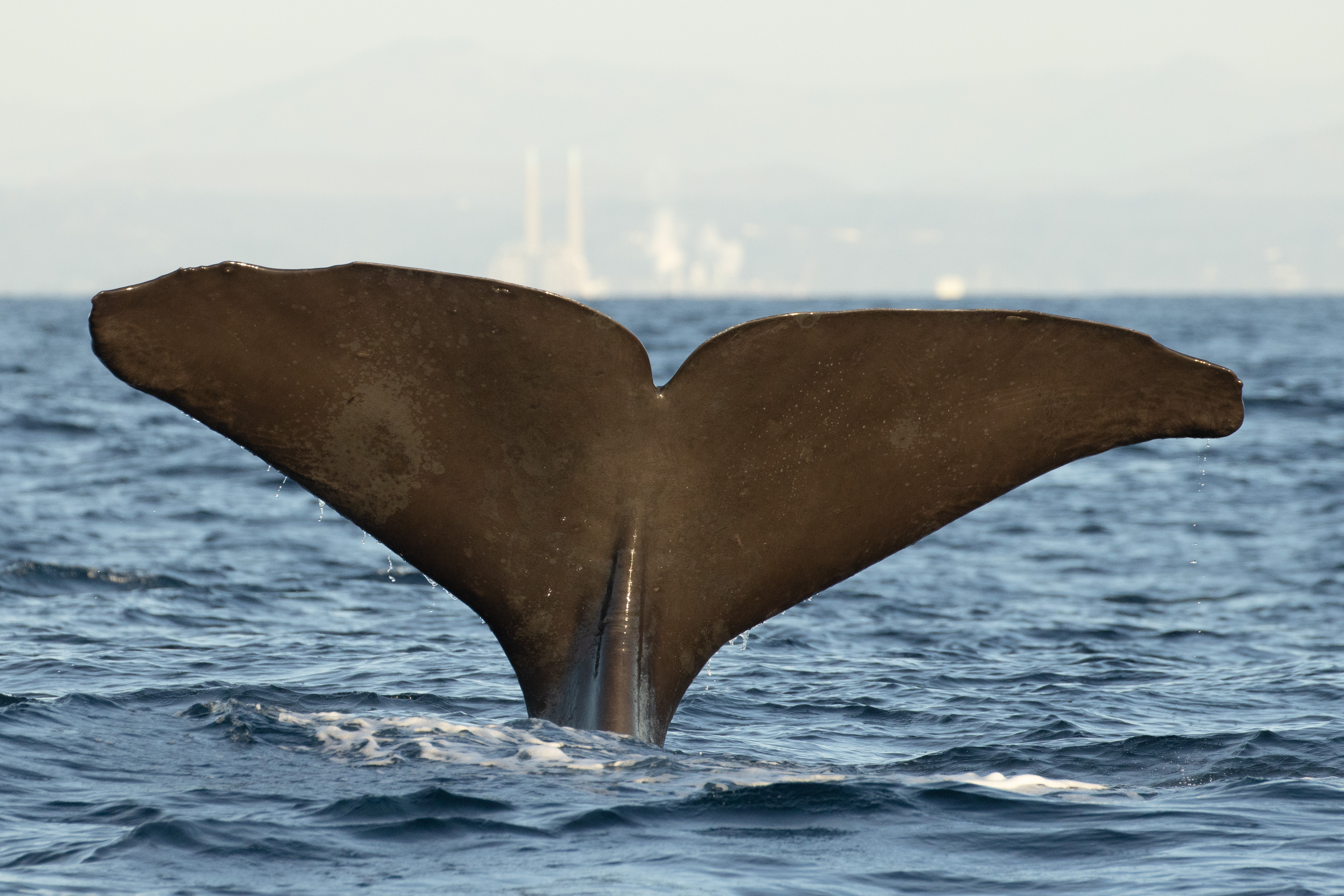 A sperm whale dives below the surface of Monterey Bay. The whale’s wide, gray fluke, or tail, is showing above the water’s surface. The background is grayish-blue water with prominent ripples. The coastal landscape, including the two smokestacks of the former Moss Landing power plant, is in the distance.