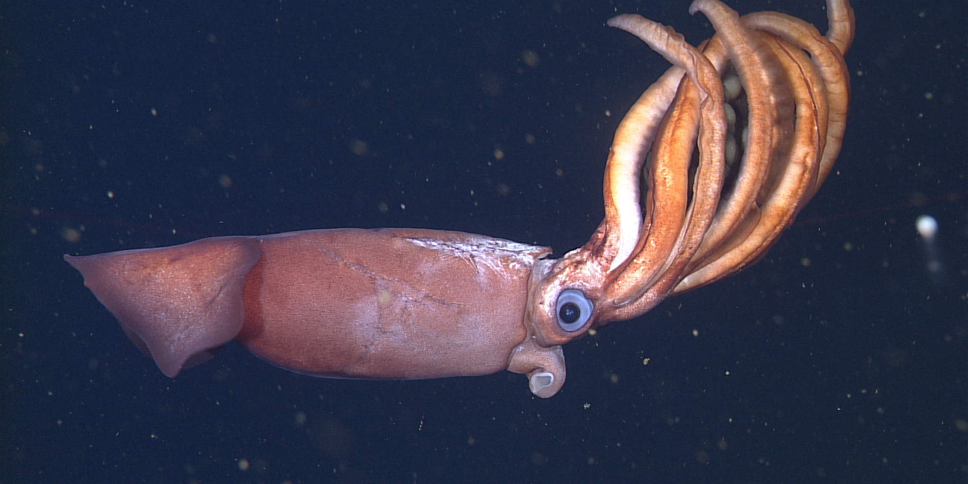 A pale-red squid with large eyes and eight thick, orange arms drifts in the water column. The squid’s cone-shaped mantle has white scars above the eyes and is pointing to the left side of the frame. The squid’s arms are held above its body and are cradling a gelatinous brown sheet that contains several round, yellowish-white eggs. The background is dark blue water with numerous small yellowish-brown flecks of drifting organic debris.