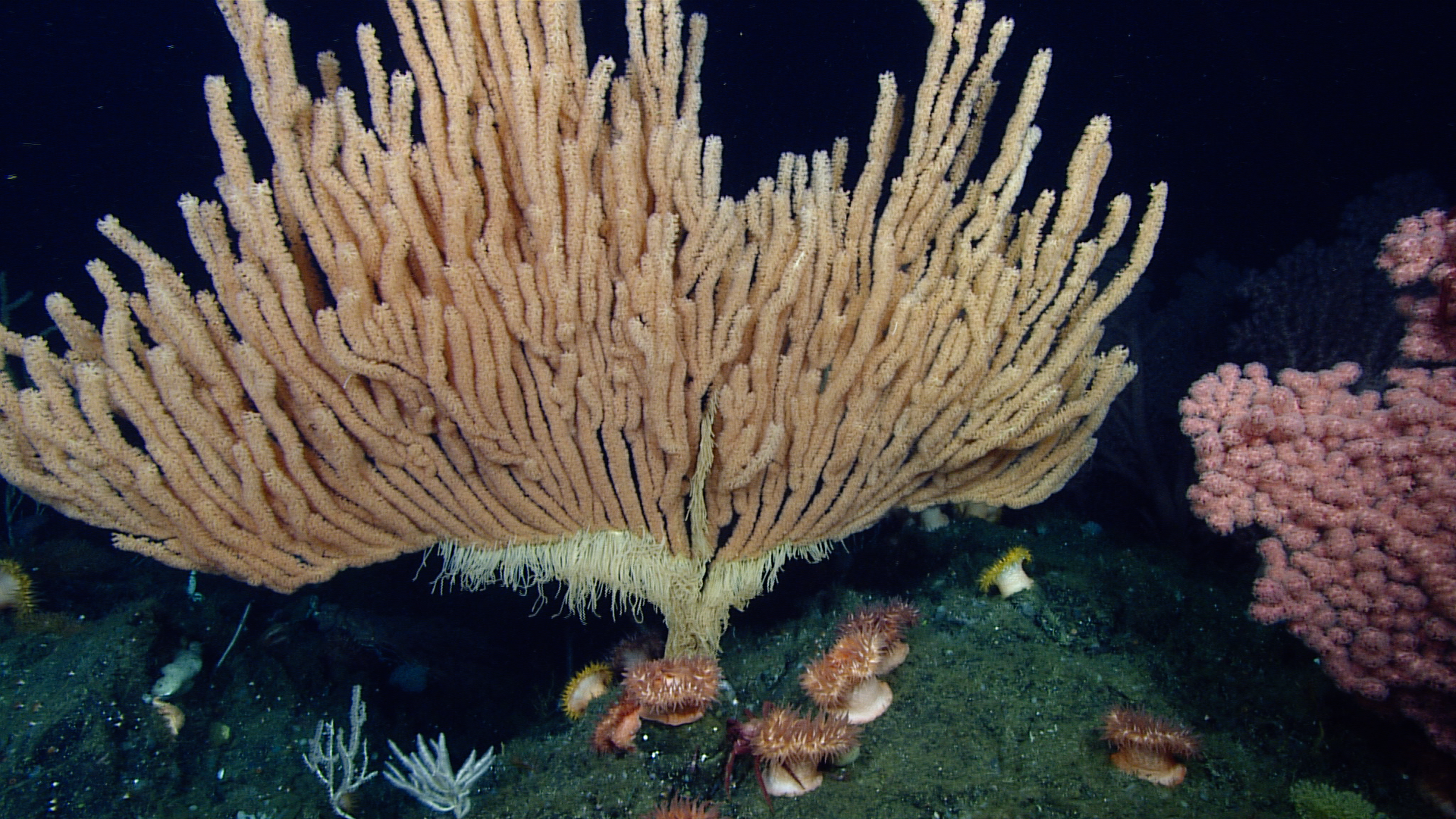 Isidella tentaculum Isidella tentaculum 01