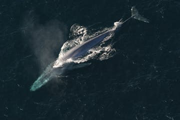 Anim175423111 NOAA Anim175423111 NOAA