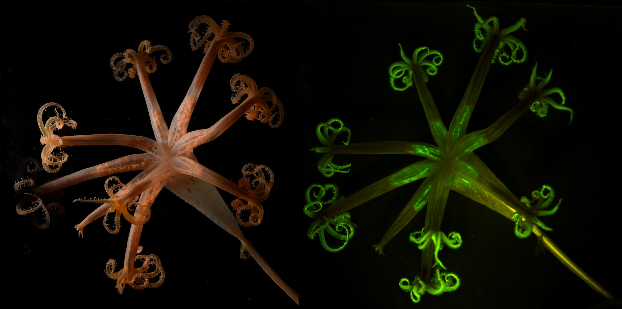 S Umbellula Merged Fluor PIC 3092