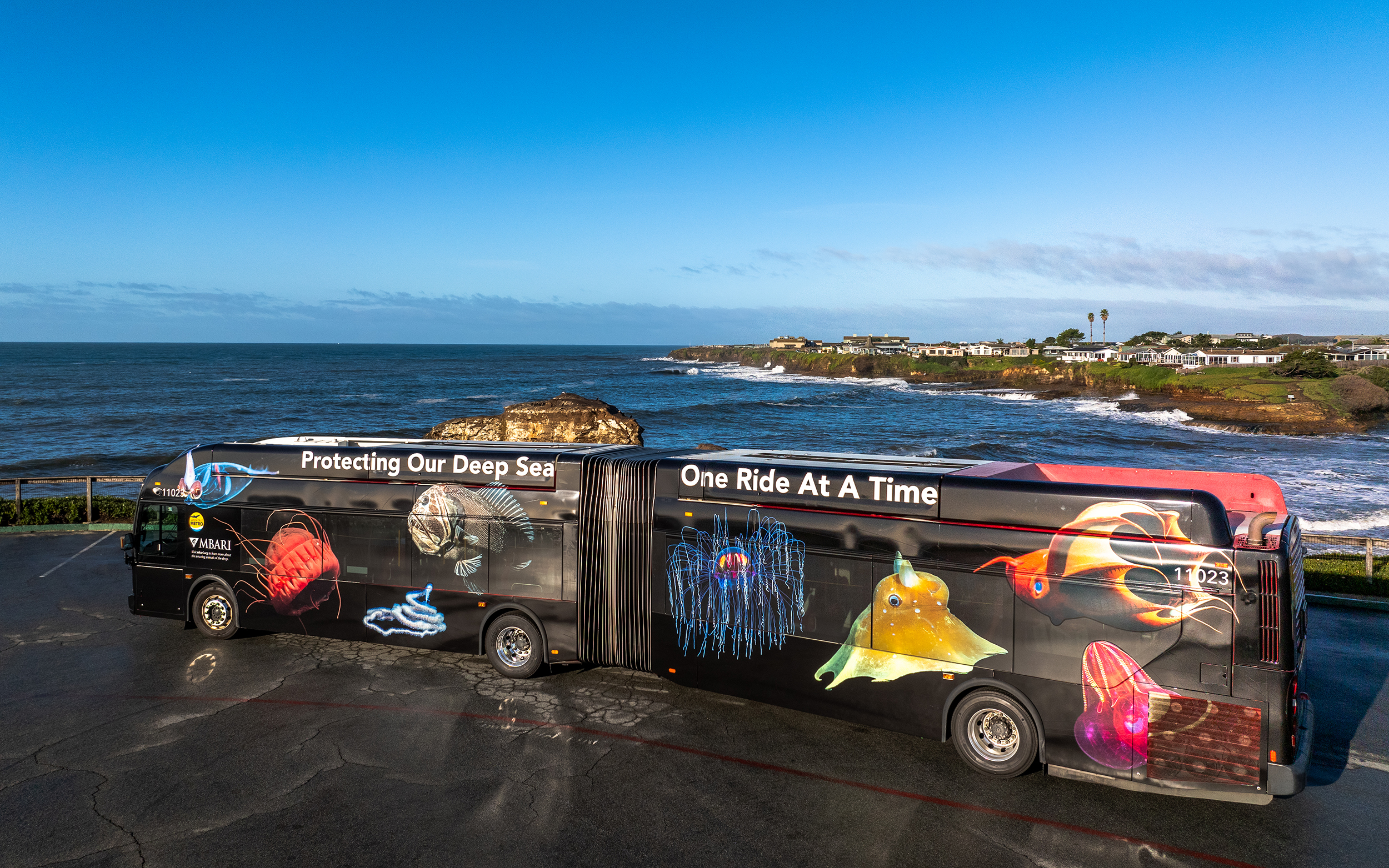 A large black bus with a black accordion center sits parked along the Santa Cruz coastline. The bus features large images of animals, including a transparent squid, a red jelly, a white rope-like siphonophore, a brown fish, a transparent jelly, an orange flapjack octopus, a red vampire squid, and a red comb jelly. The bus also has large white text reading “Protecting Our Deep Sea One Ride At A Time.” This photo from a drone shows the bus parked on wet black asphalt with green plants, brown cliffs, blue ocean, white waves, blue sky, and gray clouds in the background.