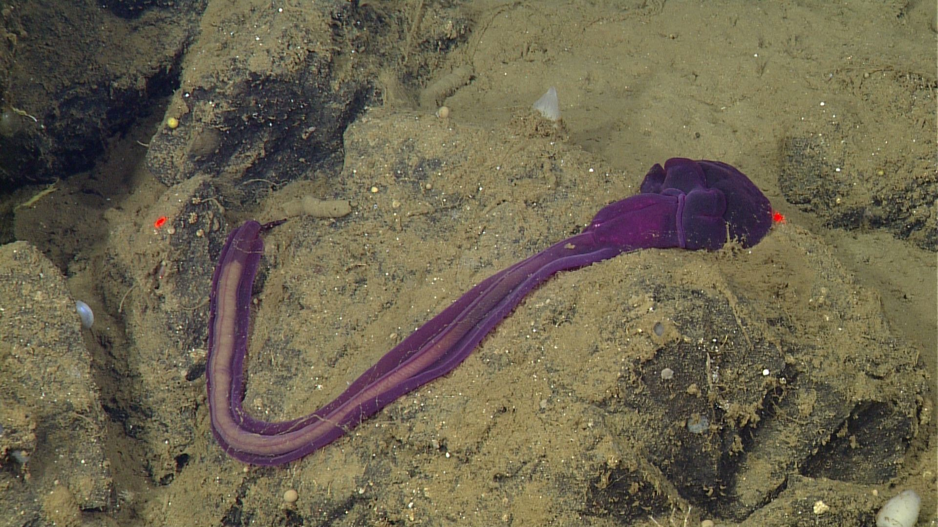 A bright purple acorn worm. The animal’s head is pointed to the top right of the frame, with its body twisted below and curving to the top left of the frame. The animal’s bulbous head is resting on a rocky outcropping. Its gut is full of brown fecal casts. This screen capture from underwater video shows an animal draped over black rocks covered in brown sediments. Two red laser dots on the right and left sides of the frame help scientists estimate the relative size of objects in the frame.