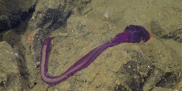 A bright purple acorn worm. The animal’s head is pointed to the top right of the frame, with its body twisted below and curving to the top left of the frame. The animal’s bulbous head is resting on a rocky outcropping. Its gut is full of brown fecal casts. This screen capture from underwater video shows an animal draped over black rocks covered in brown sediments. Two red laser dots on the right and left sides of the frame help scientists estimate the relative size of objects in the frame.
