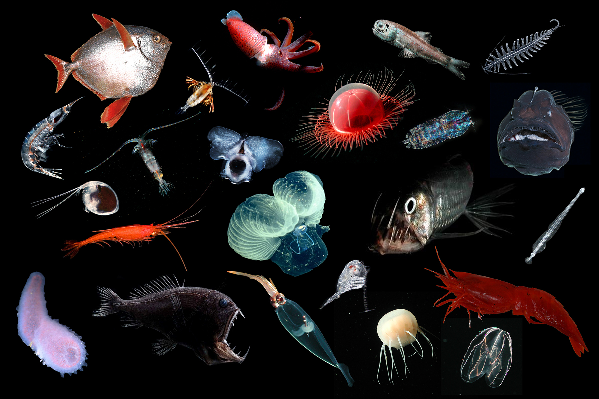 Midwater animal collage 2000