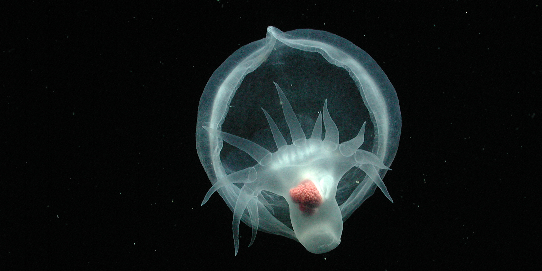 A transparent gelatinous sea slug swims in open water. The sea slug is swimming away from the camera. Its paddle-shaped tail with 12 finger-like projections is facing the camera. The muscular foot is pointed to the bottom of the frame. The cavernous hood is facing away from the camera. The background is black water.