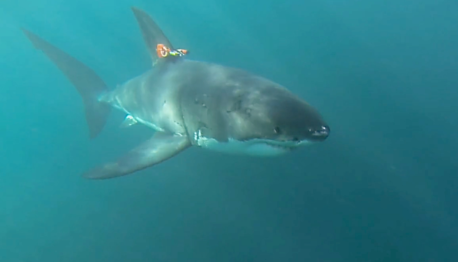 Sharkcam-onshark-5