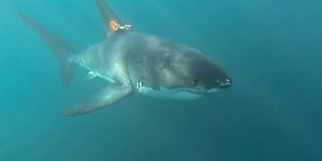 Sharkcam-onshark-5