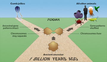 An illustration depicting a hypothetical fork in the road of animal evolution. It shows a brown, dirt road in the middle of a green field with blue sky in the distance. The bottom of the illustration is labeled “1 billion years ago” and the top is labeled “today.” A brown, blob-shaped ancient ancestor is traveling down the dirt road. An upward arrow points to the ancient ancestor splitting into two. One is headed down the left fork in the dirt road. An upward arrow points diagonally to the left to an illustration of a blue comb jelly silhouette labeled “Comb jellies.” Lines pointing to the road carry labels reading “Chromosomes stay separate” and “Ancient gene patterns intact.” The other ancient ancestor is headed down the right fork in the dirt road. An upward arrow points diagonally to the right to illustrations of the silhouettes of a red crab, green grasshopper, purple sponge, dark gray human, orange jelly, and green hummingbird labeled “All other animals.” Lines pointing to the road carry labels reading “Chromosomes fuse” and “Gene patterns shuffled.”
