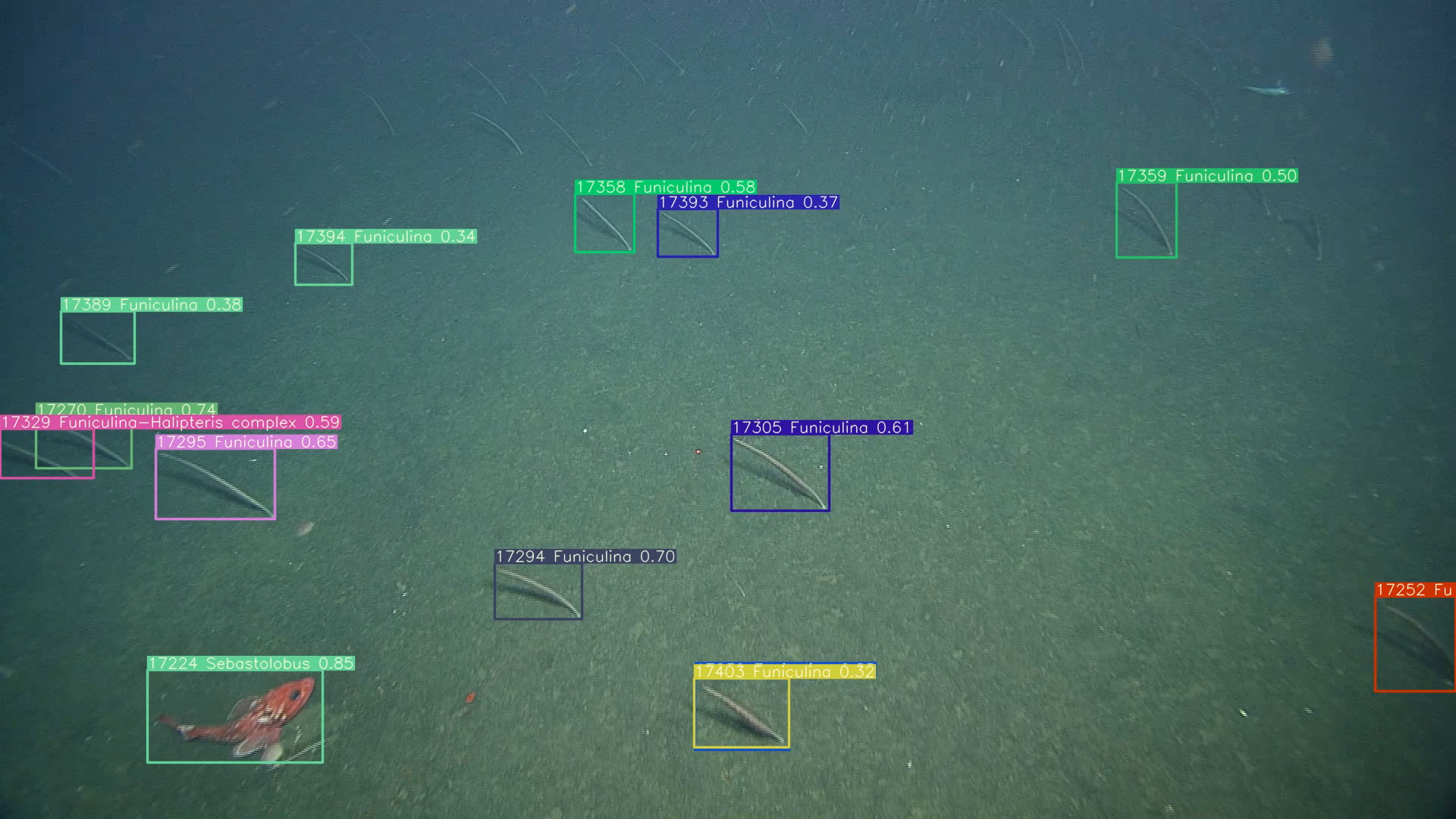 Machine learning detections of animals observed by MBARI’s remotely operated vehicle <em>Ventana</em>
