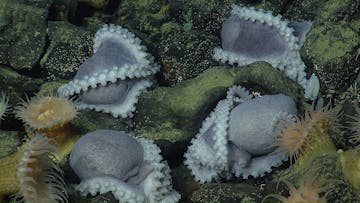 Octopus Garden April2019 1000w Octopus Garden April2019 1000w