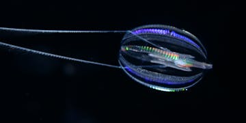 An oval-shaped, transparent sea gooseberry with eight rows of iridescent comb plates and two long tentacles trailing to the left. This individual was photographed in a tank of water against a black background.