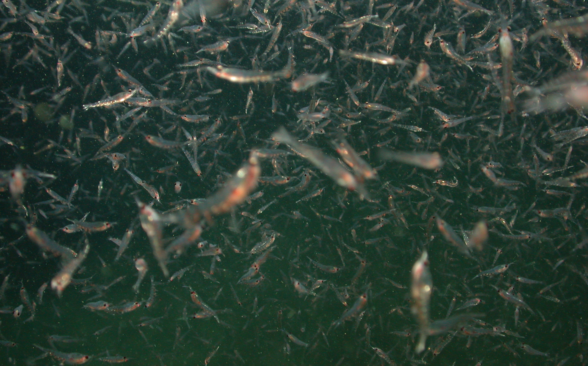 Euphausia pacifica swarm krill swarm nearbottom t600 cropped